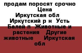 продам поросят срочно!!!!!!!!!!!!! › Цена ­ 4 500 - Иркутская обл., Иркутский р-н, Усть-Балей п. Животные и растения » Другие животные   . Иркутская обл.